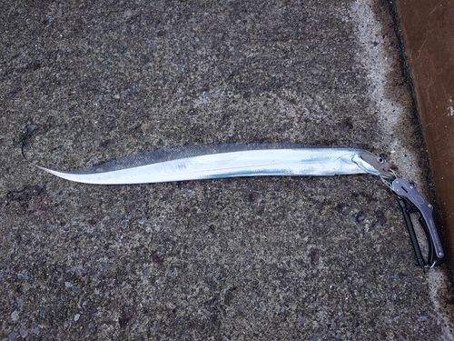 タチウオの釣果
