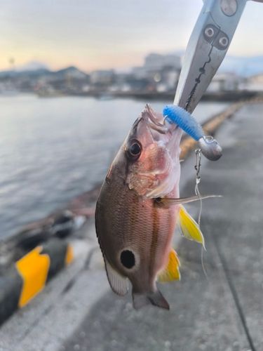 クロホシフエダイの釣果