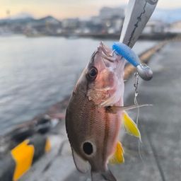 クロホシフエダイ