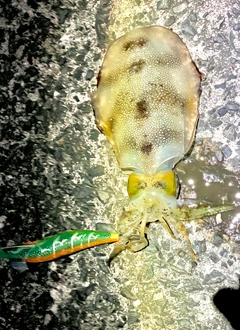 アオリイカの釣果