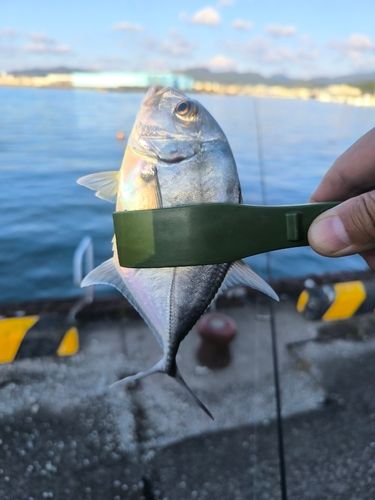 メッキの釣果