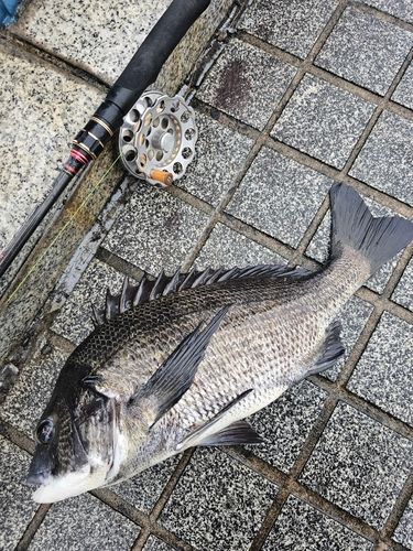 クロダイの釣果