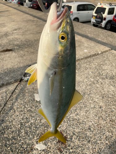 ヤズの釣果