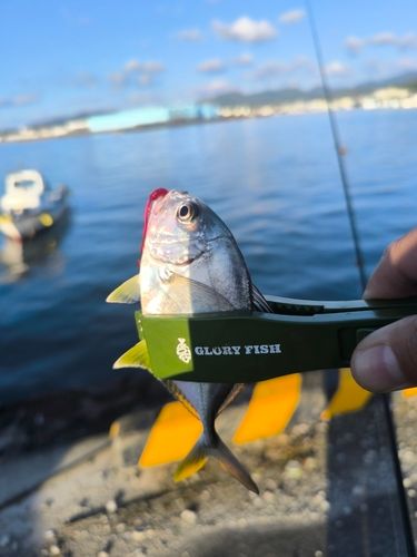 メッキの釣果