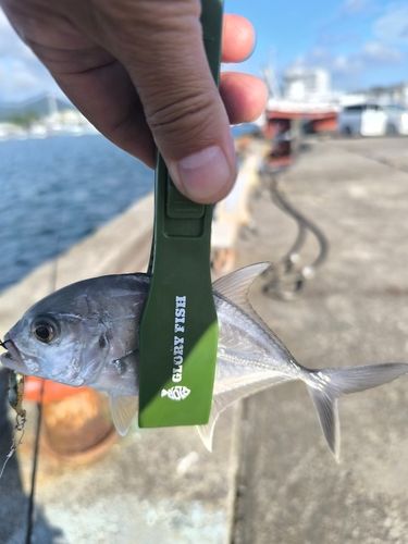 メッキの釣果