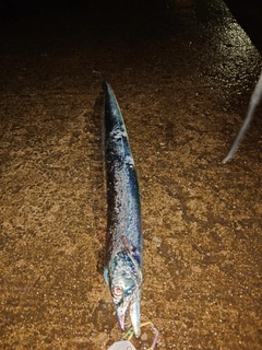 タチウオの釣果