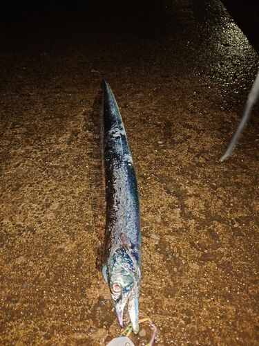 タチウオの釣果