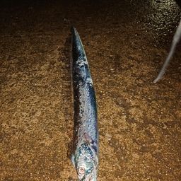 タチウオ