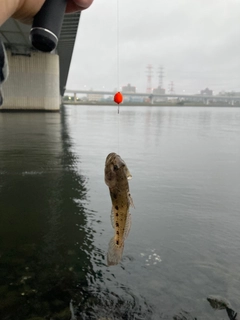 マハゼの釣果
