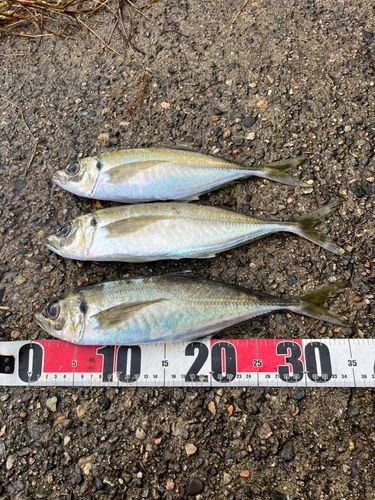 アジの釣果