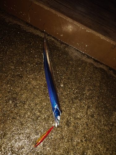 タチウオの釣果