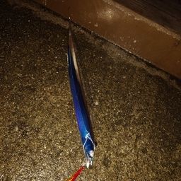 タチウオ