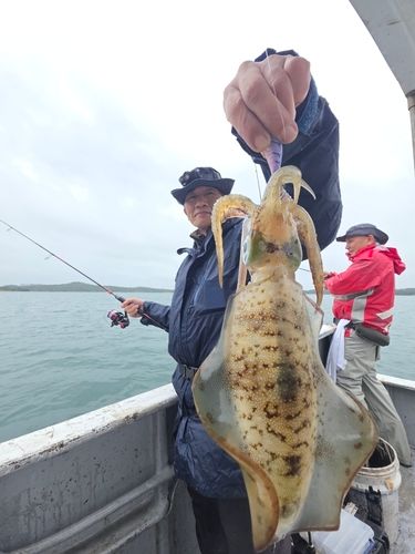 アオリイカの釣果