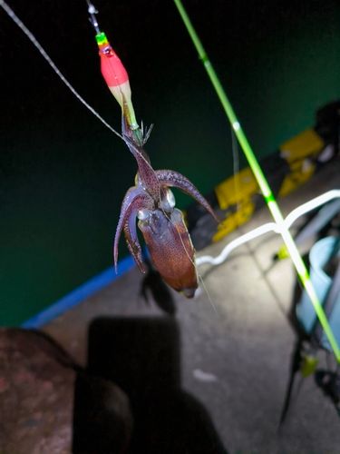 マメイカの釣果