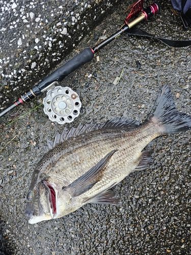 クロダイの釣果
