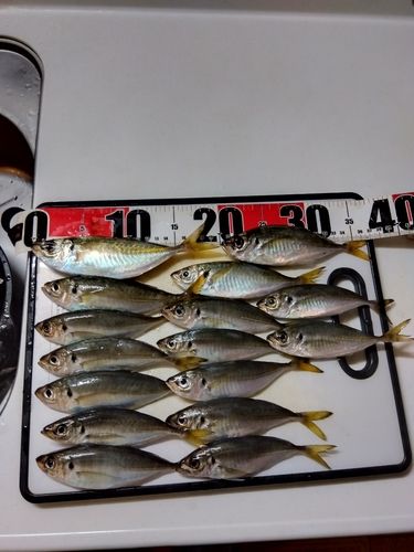 アジの釣果