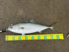 ブリの釣果