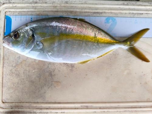 シマアジの釣果