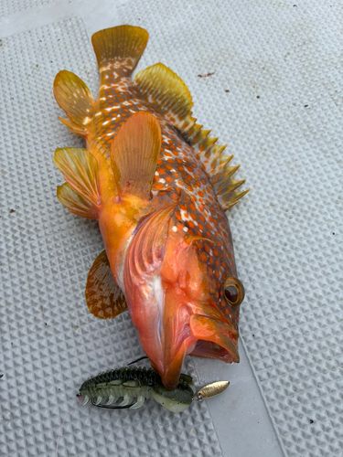 キジハタの釣果