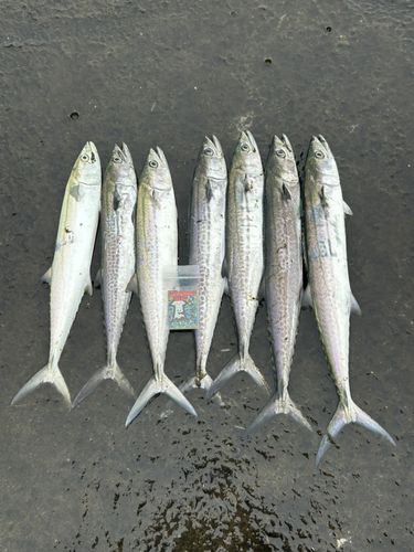 サゴシの釣果