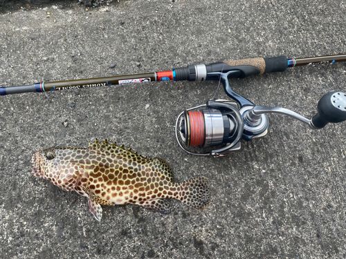 カンモンハタの釣果