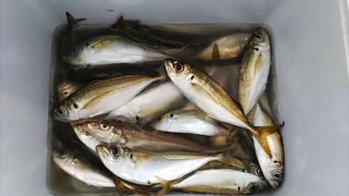 アジの釣果