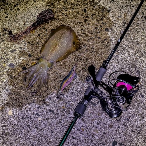 アオリイカの釣果