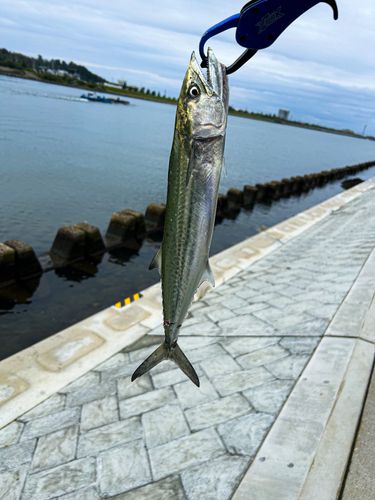 サゴシの釣果