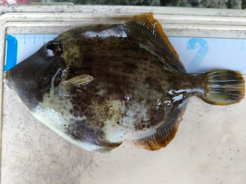 西湘サーフ