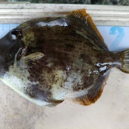 カワハギ