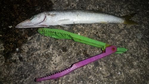 カマスの釣果