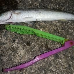 カマス