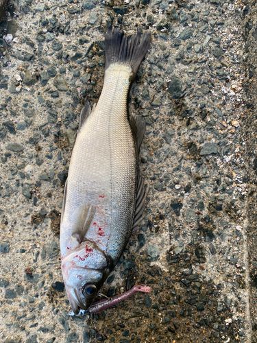 セイゴ（ヒラスズキ）の釣果