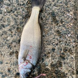 セイゴ（ヒラスズキ）