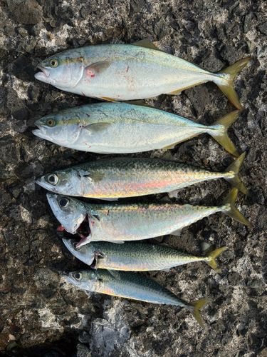 フクラギの釣果