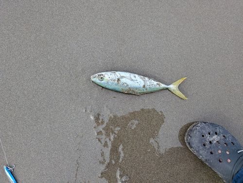 ワカシの釣果