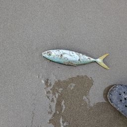 ワカシ