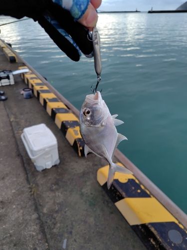 メッキの釣果