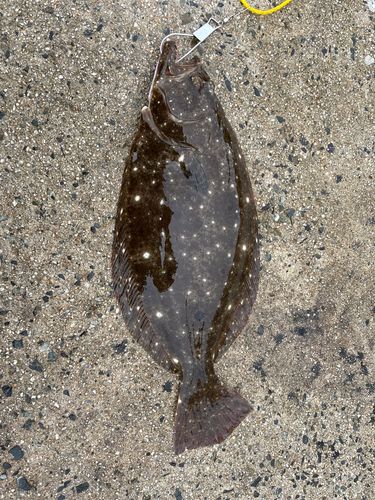 ヒラメの釣果