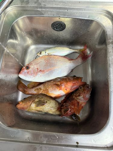 マダイの釣果