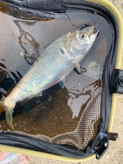 コノシロの釣果