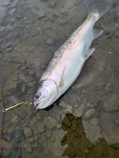 ニジマスの釣果