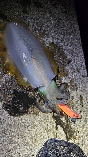 アオリイカの釣果