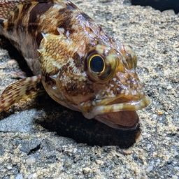カサゴ