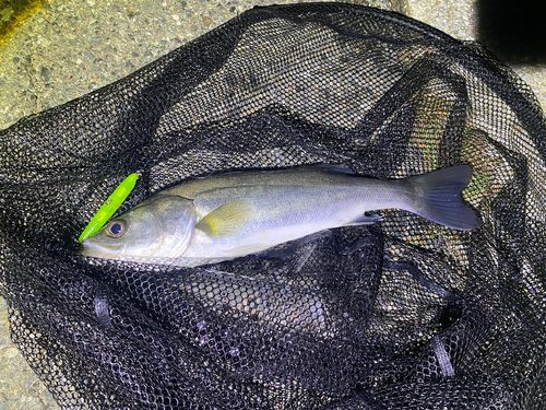 スズキの釣果