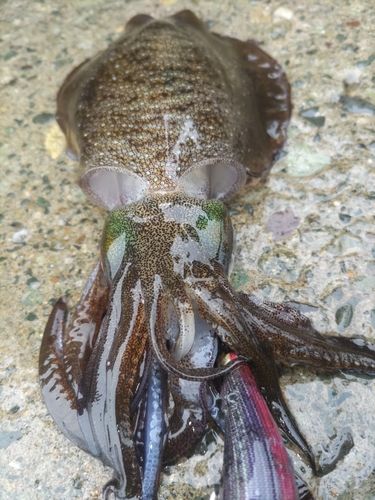 アオリイカの釣果