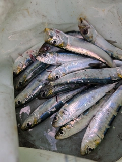 イワシの釣果