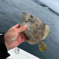 カワハギの釣果