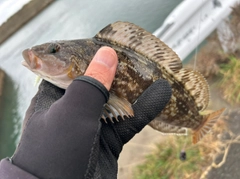 アイナメの釣果