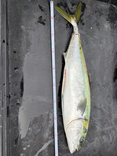 ブリの釣果